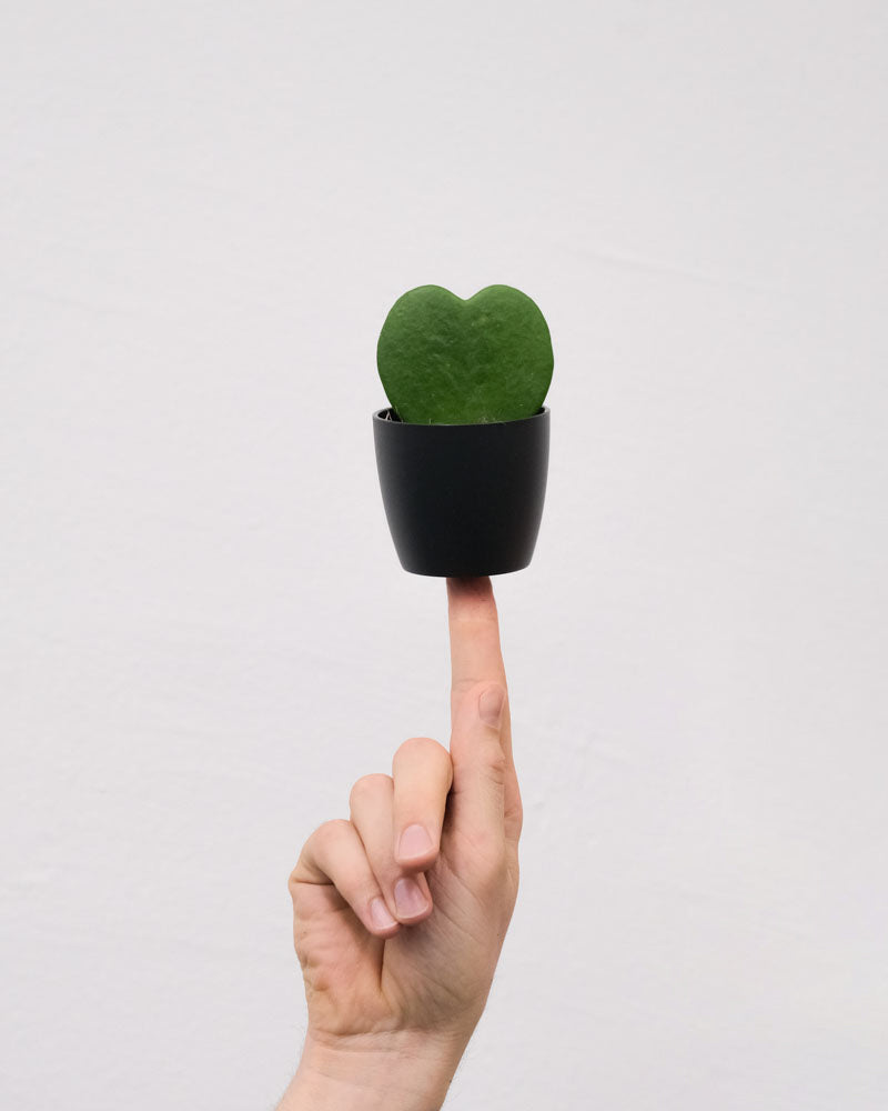 Herzblatt-Pflanze in schwarzem Töpfchen auf einem Finger balancierend