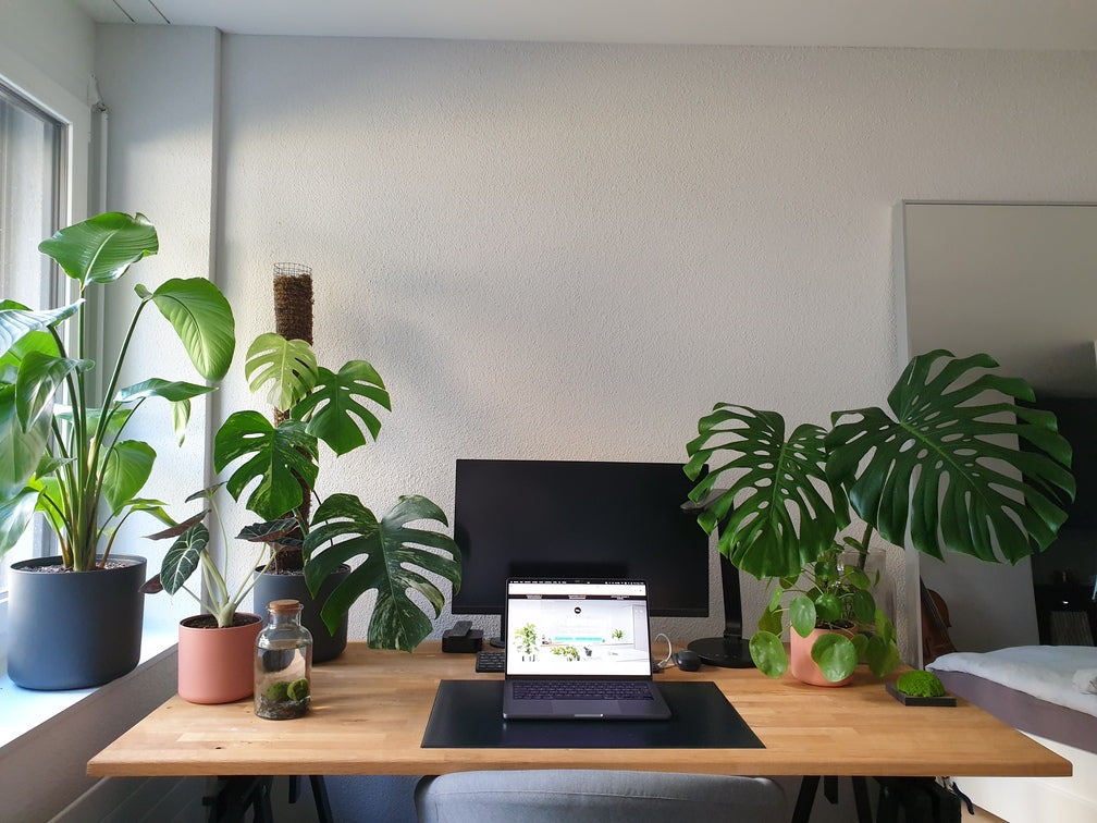 Schlichte Tischplatte mit einem Laptop, einem grösseren Bildschirm, einer grossen Monstera, Monstera variegata, Strelitzie und einer Alcoasia darauf
