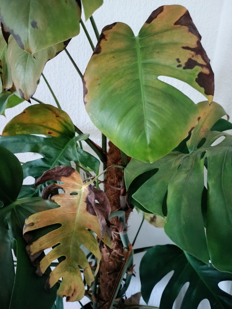 Grosse Monstera mit gelb und bleich werdenden Blättern mit dunkelbraunen Flecken