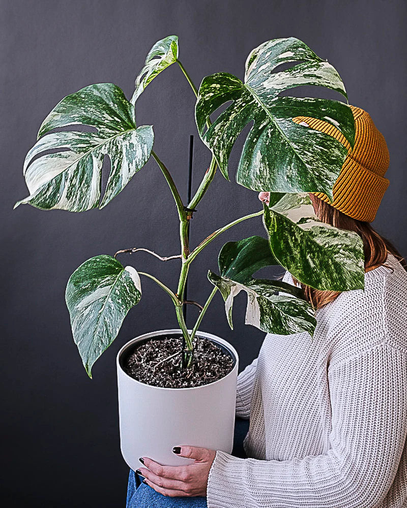 Monstera deliciosa variegata am Bambusstab von einer Frau auf dem Knie balanciert vor grauem Hintergrund