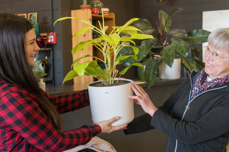 Alina übergibt Hanni einen Philodendron 'Malay Gold' im weissen Topf, beide freuen sich