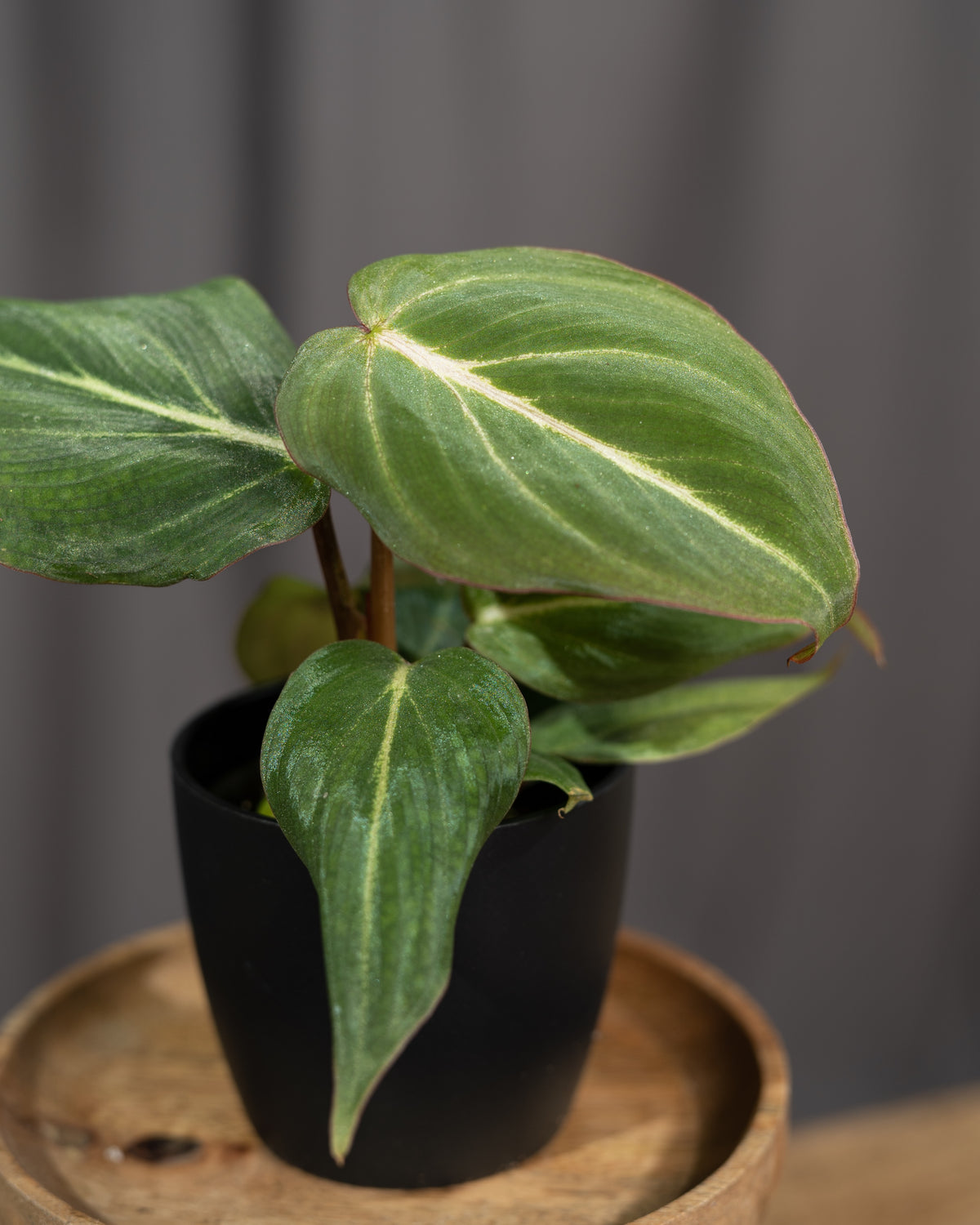 Philodendron gloriosum Babypflanze in schwarzem Topf