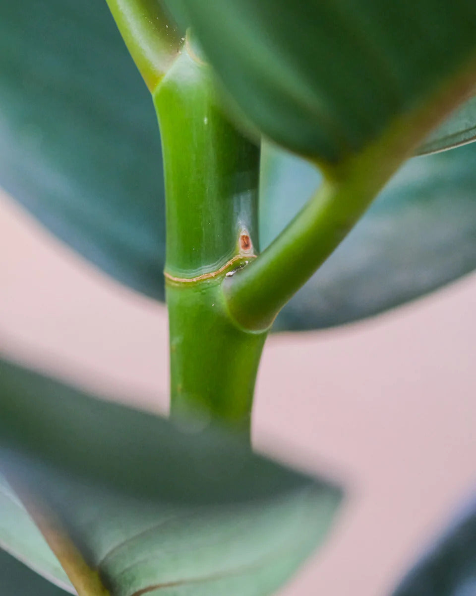 Schlafendes Auge als kleiner roter Punkt an einem Gummibaum