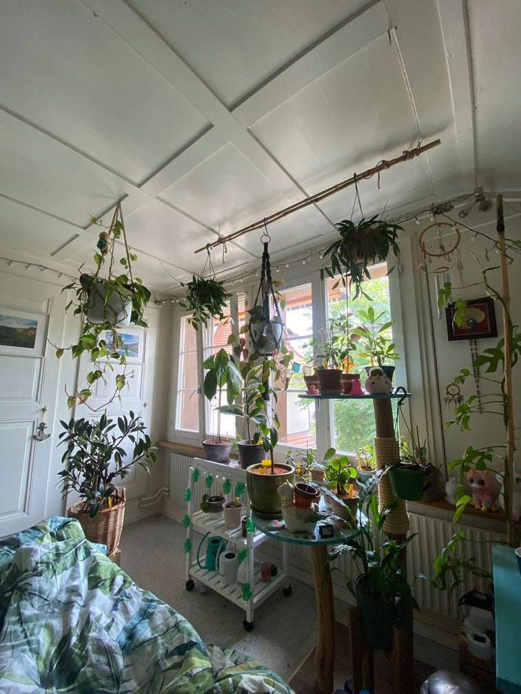 Eine Menge Hängepflanzen hängen mit Makramees von Leisten in der Ecke, auch auf einem kleinen und einem grossen Regal sowie auf Pflanzenständern sind Pflanzen zu finden, davor ein Bett mit grün-blau-weisser Bettwäsche