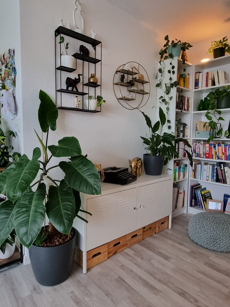 Helles Wohnzimmer mit hellgrauem Laminatboden, einem weissen Sideboard mit hölzernen Schubladen darunter, darauf ein Einblatt, im Regal daneben verschiedene Hängepflanzen und davor ein ausladender Philodendron