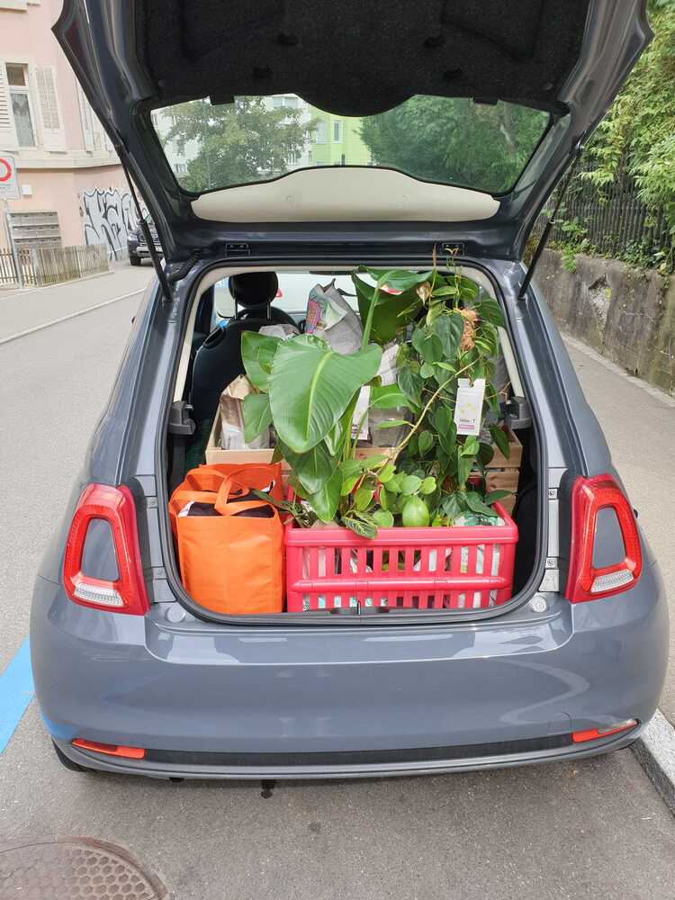 Strelitzie, Philodendron, Hoya und weitere Pflanzen bei Ivos Umzug in einem grauen Fiat 500