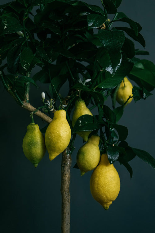 Zitronen an einem Zitronenbaum vor dunklem Hintergrund