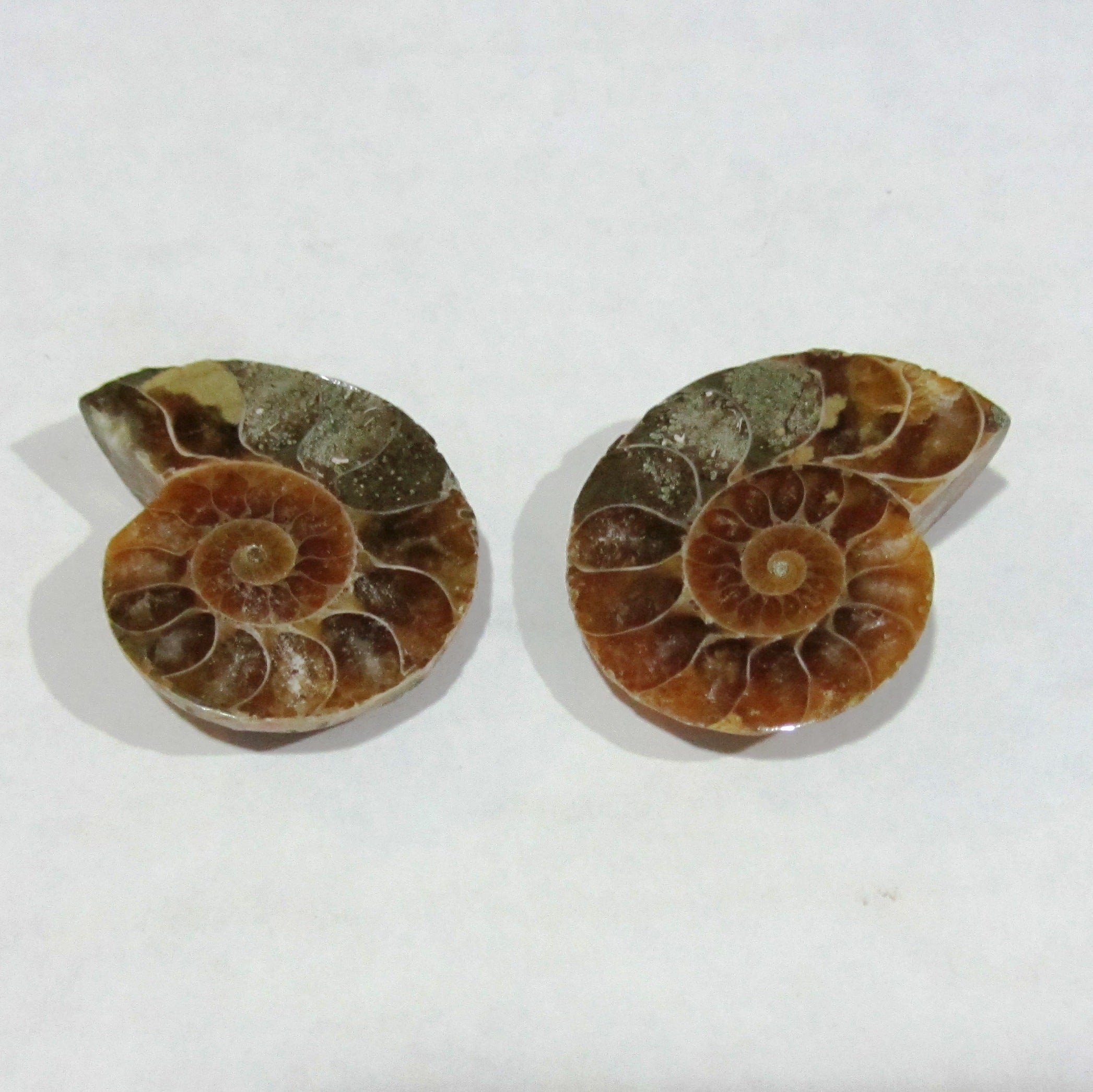 Ammonite Spiral Fossil Pair | 2pcs