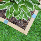 Raised bed with a hosta made with 2xEDGE Staples