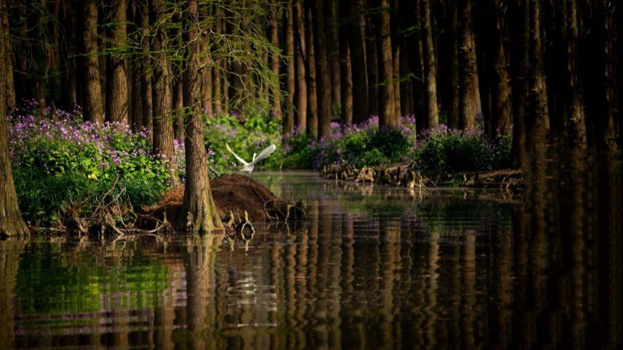 Healthy cypress forest with egret taking flight.