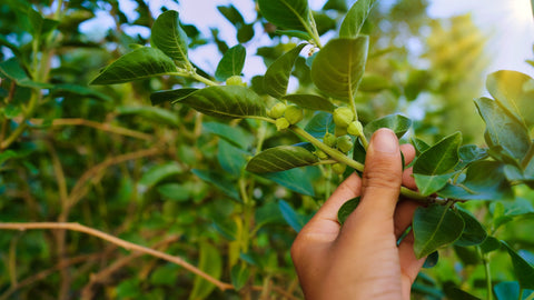 ashwagandha for stress relief