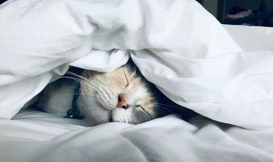 猫がベッドで寝ている