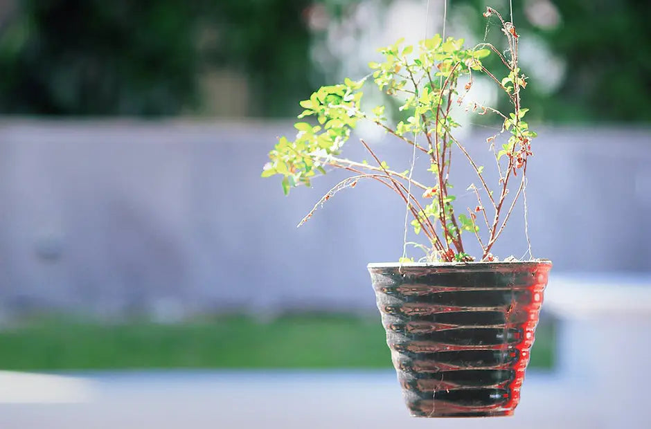 観葉植物のイメージ