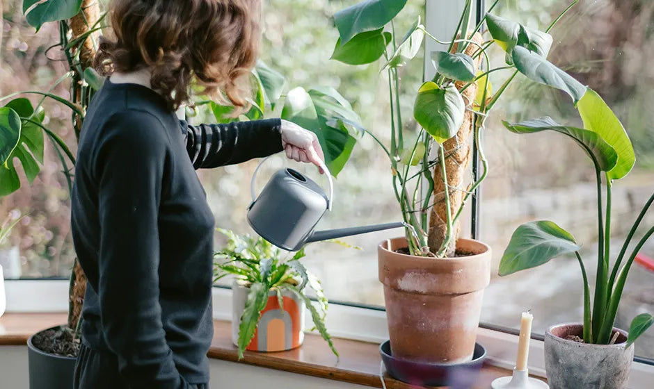 観葉植物の手入れ