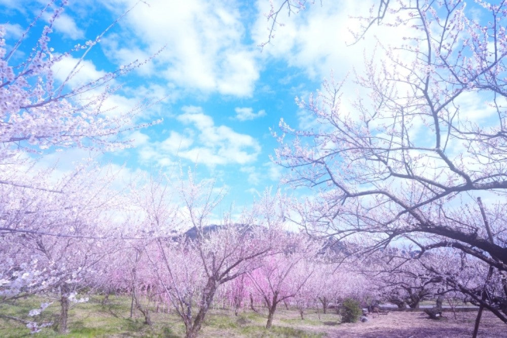 桜がきれいな春の写真