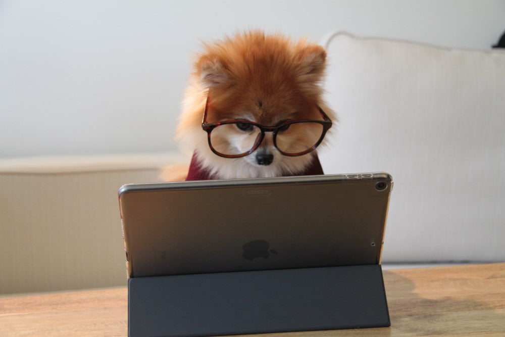 犬がメガネを掛けパソコンでビジネスしている画像