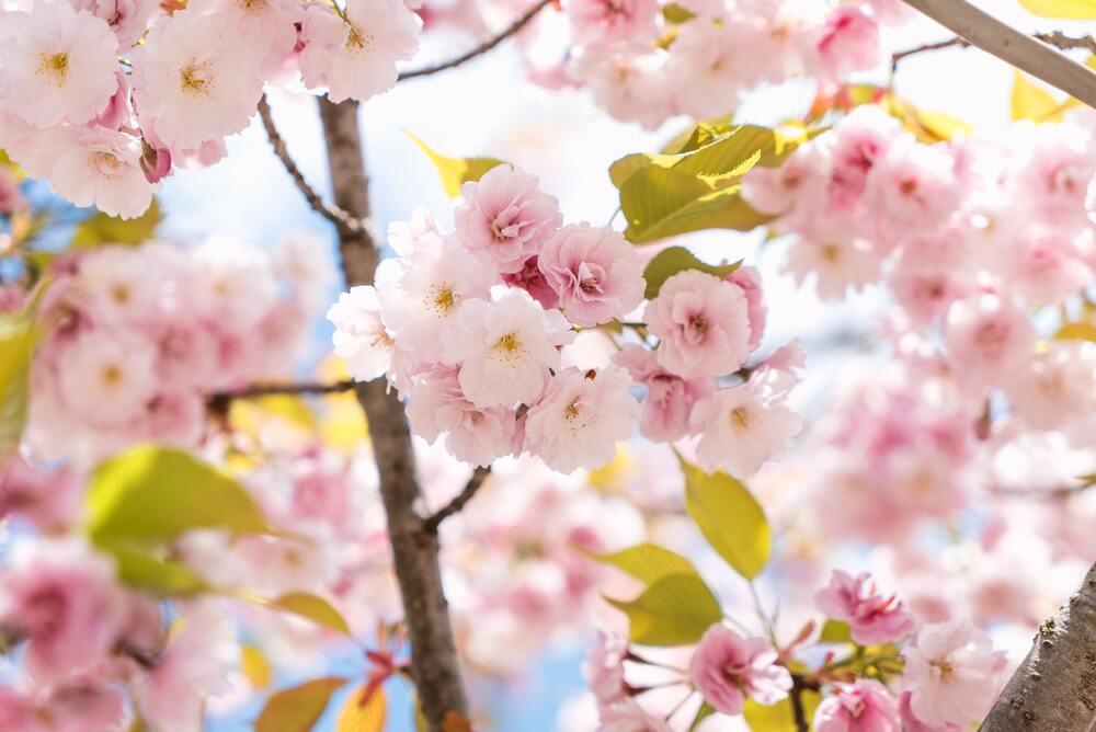 桜の花のきれいな写真