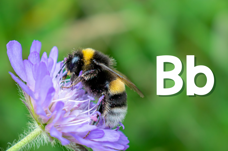 close-up of a bee getting pollen from a purple flower with the uppercase and lowercase letter Bb next to it