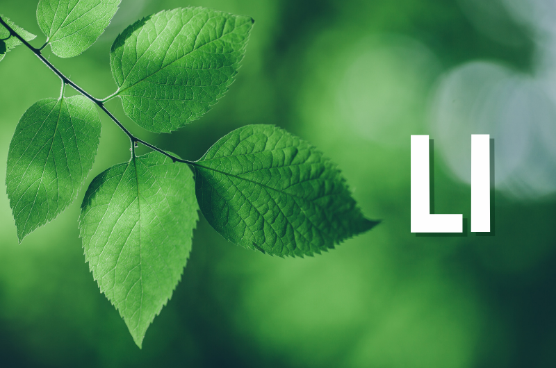 close-up of leaves on a tree with an uppercass and lowercase Ll next to it