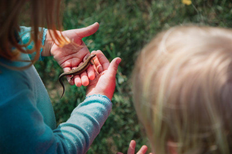 a close-up overhead photo of two kids looking down at a salamander being held in the hands of one of the kids