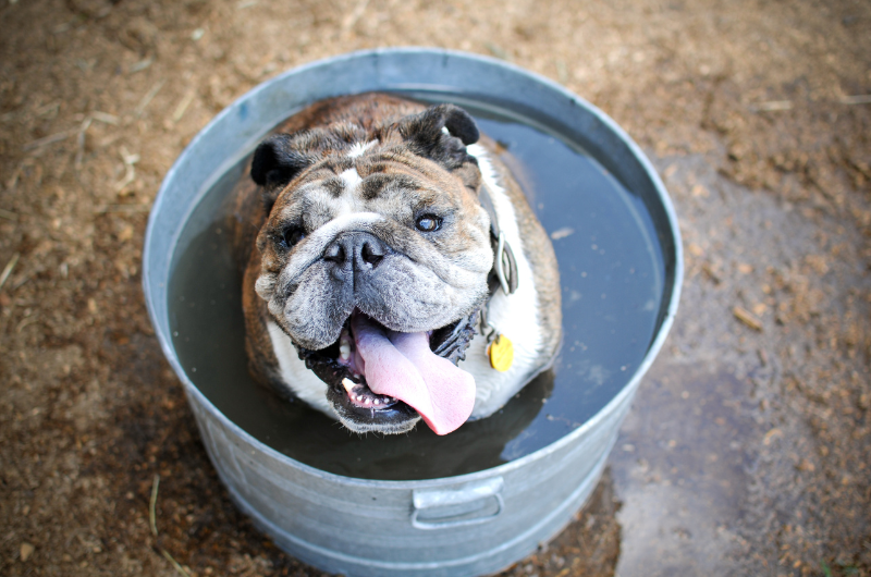 a big bull dog with his tongue sticking out in a small bucket of water trying to stay cool