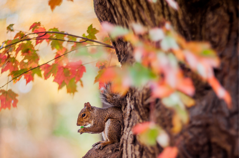 foreground of fall leaves that have turned orange with a tree and a squirrel eating a nut in the background 