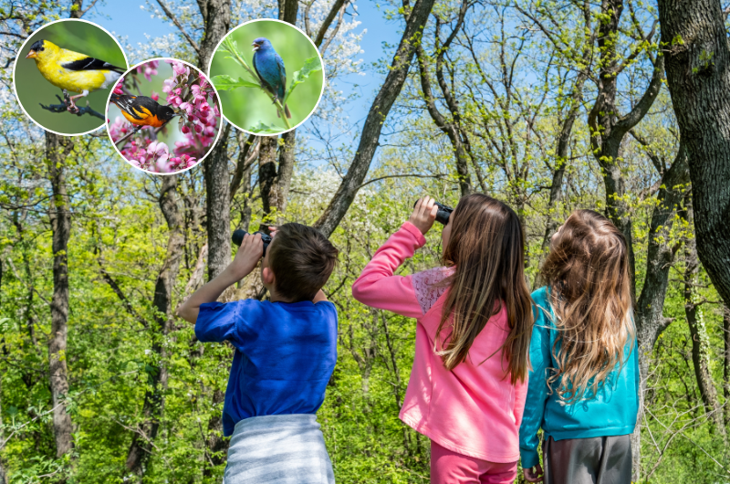 three kids in the woods with binoculars birdwatching: three photo inserts in top left corner of an American Goldfinch, a Baltimore Oriole, and a Indigo Bunting