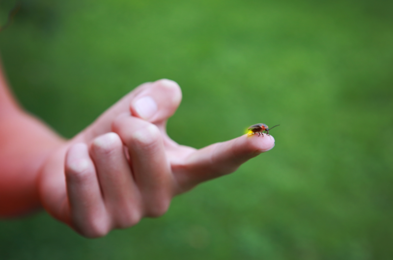 close-up photo of a firefly lighting up on the end of a persons finger 