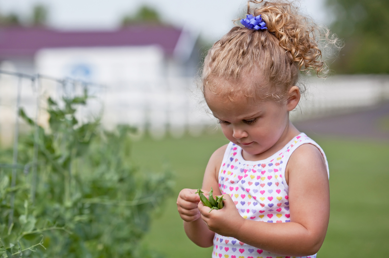 little curly haired blond girl picking spring peas three pea pods in her hand