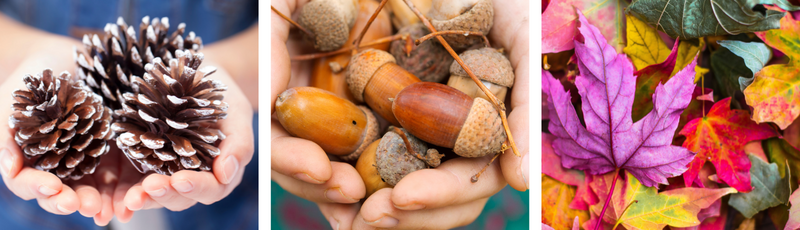 three photos side by side close up of two hands holding pinecones two hands holding acorns and a variety of colorful fall leaves 