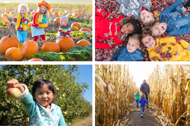 four photos of fall activities-kids in a pumpkin patch kids playing in fall leaves on the ground child in an apple orchard picking an apple father and kids walking through a corn maze