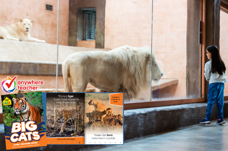 little girl looking through the glass window of a zoo enclosure of lions with a insert of nonfiction Big Cats digital book on Anywhere Teacher displayed in the left corner of the photo
