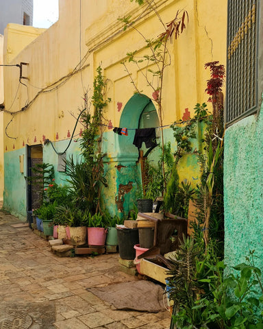 boujaad alley with panne and teal walls and plants placed near a front door