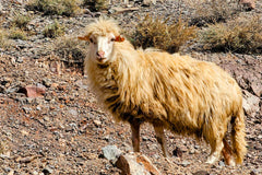 Siroua sheep with long, blond hair