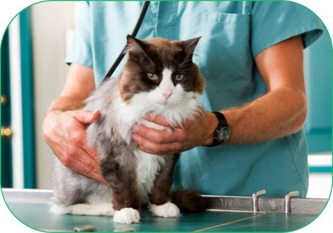 A vet examines a cat and checks for overall health.