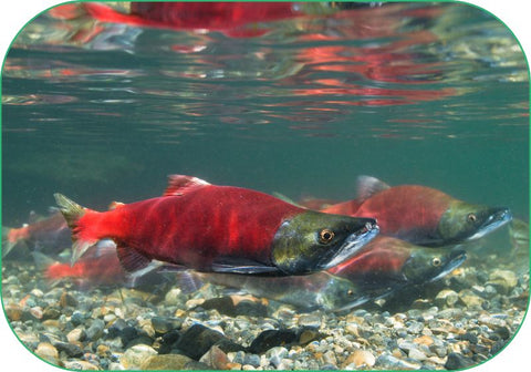 Wild salmon, a great natural ingredient in dog supplement, swim in crystal clear water