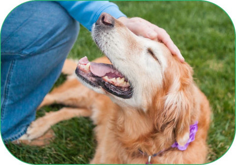 senior dogs benefit from supportive supplements