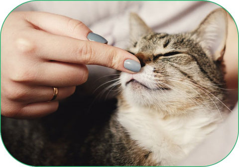 A pet parent gently touches their cat's nose, who calmly enjoys the attention