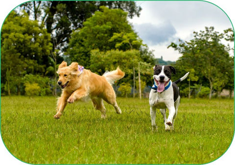 Vitamins like chondroitin, glucosamine, and MSM protect these active dogs' joints