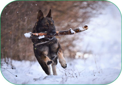 Dogs like this one playing fetch in the snow need Vitamin B6 to maintain their balance and coordination