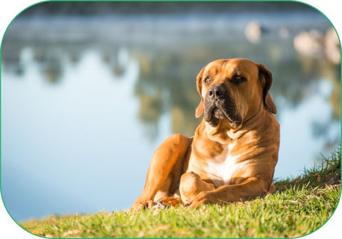 Taurine can help calm dogs, like this dog relaxing by a lake