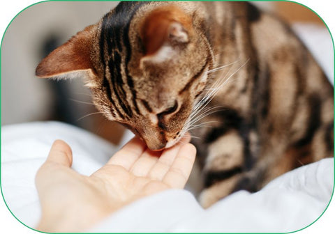A person hands a vitamin to their cat, who eats it