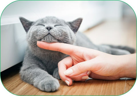 A woman scratches her gray cat's chin, and the cat calmly enjoys the attention.