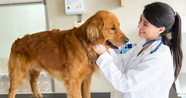 determining the best vitamins for dogs