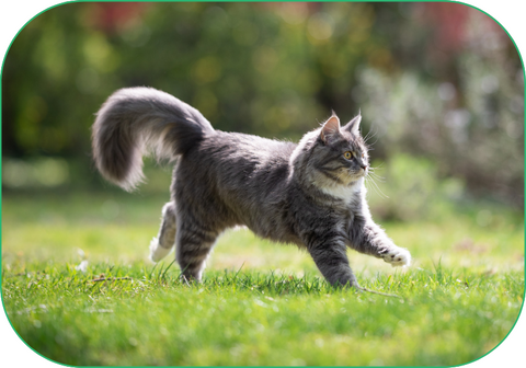 An active cat who has been taking cat vitamins runs happily through a field.