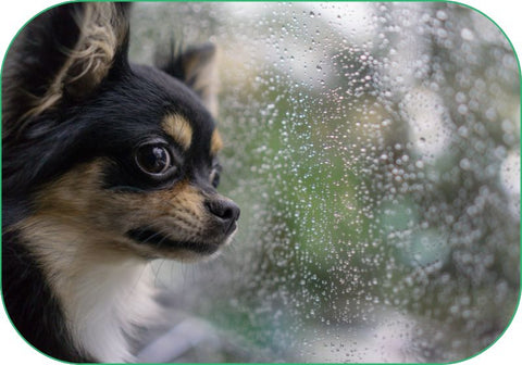 Thunderstorms can cause dog anxiety