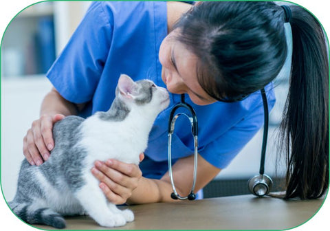 A vet gives a cat their regular checkup