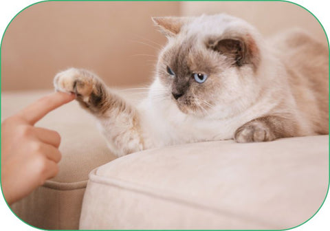 A cat lives happily indoors with his human