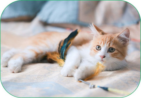 A cat relaxes on a blanket after playing with a feather cat toy