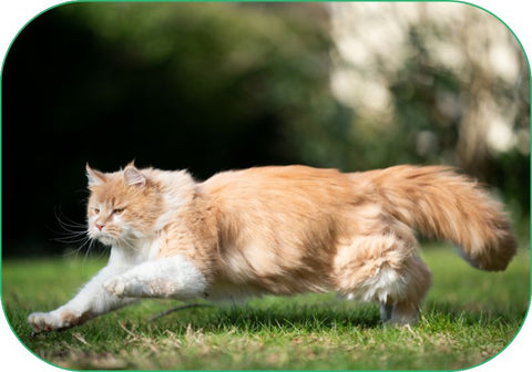 healthy cat running happily